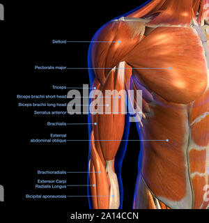 Upper Torso Muscle Chart