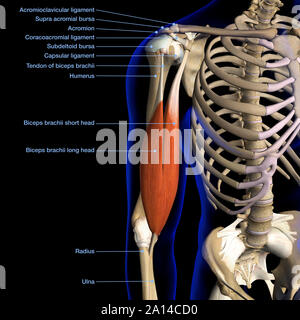 Labeled anatomy chart of male biceps muscle and shoulder ligaments, black background. Stock Photo