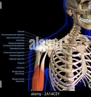 Labeled anatomy chart of shoulder ligaments on black background. Stock Photo