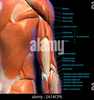 Labeled anatomy chart of male triceps and shoulder muscles, on white ...