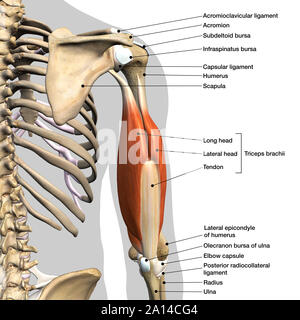 Labeled anatomy chart of male triceps muscles, connective tissue and bones, on white background. Stock Photo