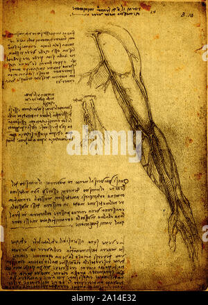 Close up of Old anatomy drawings by Leonardo Da Vinci Stock Photo