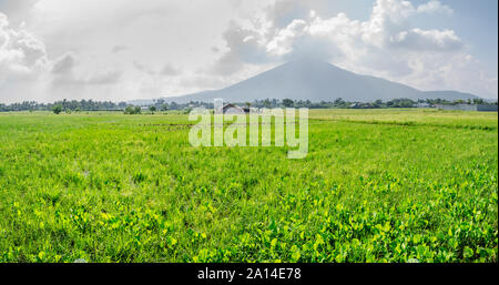 Refreshing scene of verdant rice field at Calauan, Laguna with Mt. Makiling in the background. Stock Photo