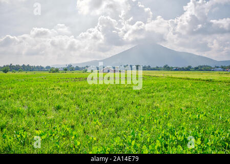 Refreshing scene of verdant rice field at Calauan, Laguna with Mt. Makiling in the background. Stock Photo