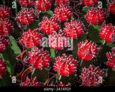 Cactus breeding. Beautiful red moon cactus Gymnocalycium Mihanovichii in plastic pot in cactus farm shop. Stock Photo