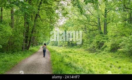 Woman walking on path through forest next to Chesapeake and Ohio Canal Stock Photo