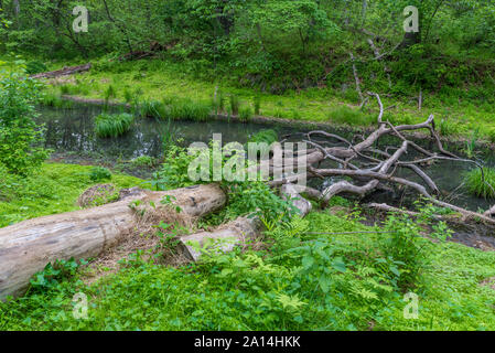 Two dead trees laying on the ground in forest next to Chesapeake and Ohio Canal Stock Photo