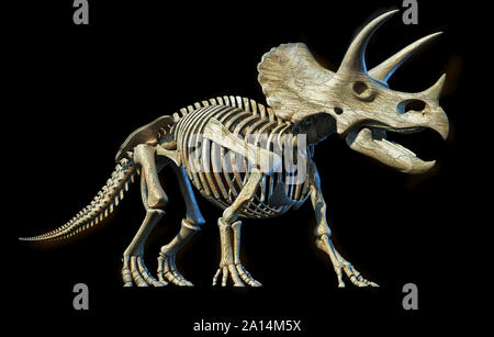 Full skeleton 3D rendering of Triceratops dinosaur on black background. Stock Photo