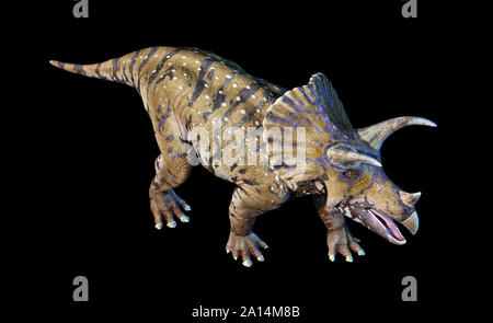 3D rendering of Triceratops dinosaur n black background. Stock Photo