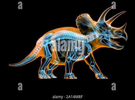Triceratops skeleton with x-ray effect. perspective view on black background. Stock Photo