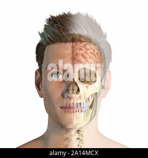 Ghost effect of male head with skull and brain. Stock Photo