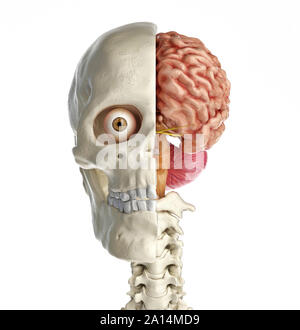 Human skull mid sagittal cross-section with brain. Stock Photo