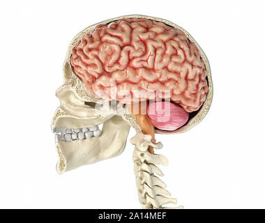 Human skull mid sagittal cross-section with brain. Stock Photo