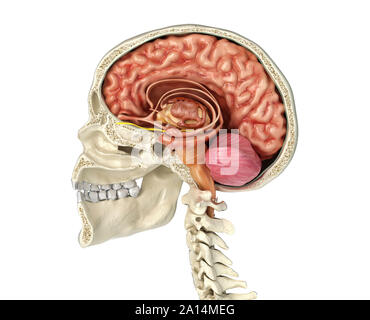 Human skull mid sagittal cross-section with brain. Stock Photo