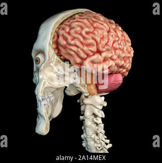 Human skull mid sagittal cross-section with brain. Stock Photo