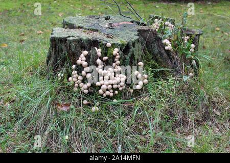 Puffballs Flourish On An Old Tree Stump Stock Photo