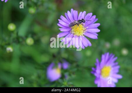 A Small Black Wasp Sitting On A Purple And Yellow Aster Flower Stock Photo