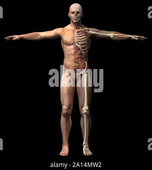Front view of male skeletal and internal organs diagram. Stock Photo