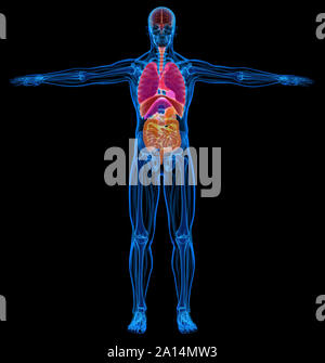 X-ray effect of male skeletal, muscles and internal organs diagram. Stock Photo