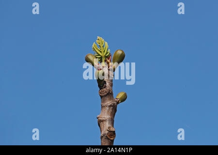leaves and small fruits starting to form on a fig tree Latin ficus carica in spring in Italy the fruits turn black when ripe Stock Photo