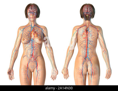 Female anatomy of cardiovascular system, rear and front views. Stock Photo
