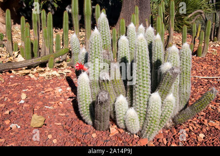 Sydney Australia, flowering touch cactus in garden Stock Photo