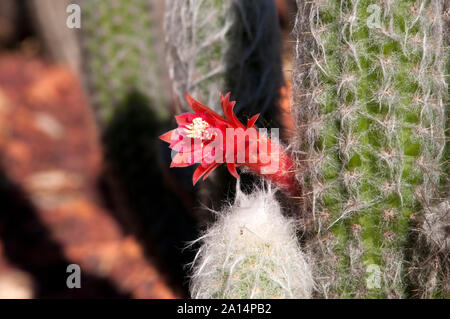 Sydney Australia, close-up flowering touch cactus in garden Stock Photo