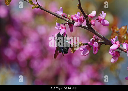 carpenter bees Latin xylocopa violacea male has stripes on the antennae mating on a purple or pink judas tree blossom Latin cercis siliquastrum Stock Photo