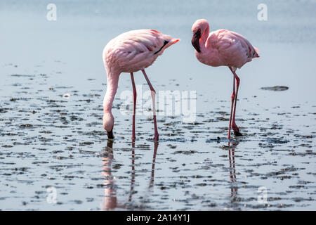 Two pink flamingos searching for food in the water, Walvis Bay, Namibia, Africa Stock Photo