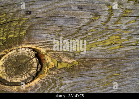 Old filthy pine board with big knot and cracks, covered dark green paint collapsed partly. Ready wooden natural background. Stock Photo