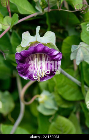 Single flower of Cobaea scandens, cup-and-saucer vine, cathedral bells, Mexican ivy, monastery bells Stock Photo