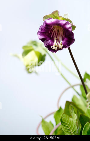 Single flower of Cobaea scandens, cup-and-saucer vine, cathedral bells, Mexican ivy, monastery bells. Isolated background Stock Photo