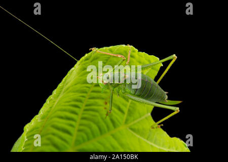 A female Speckled bush-cricket, Leptophyes punctatissima, resting on a hazel leaf in September and photographed in a studio against a black background Stock Photo