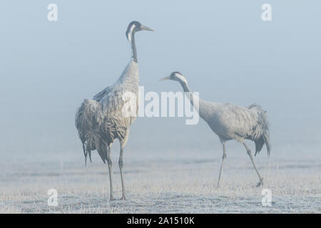 Common crane (Grus grus), Gallocanta, Aragon, Spain Stock Photo