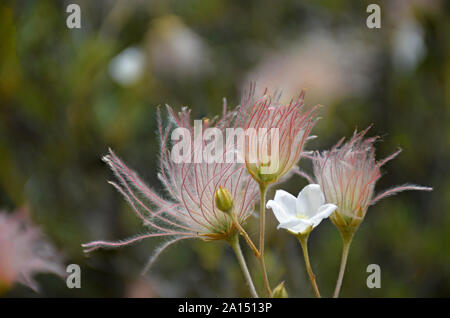 Apache Plume photographed in the arid desert of New Mexico Stock Photo