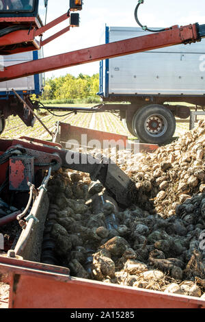 Machine harvest sugarbeet. Heap sugar beet in farm. Stock Photo