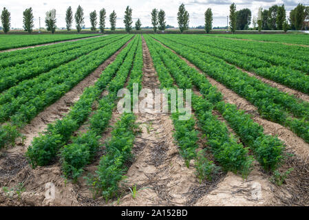 Carrot plantation. Growing carrots in rows. Gig industrial carrot farm. Stock Photo