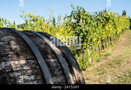 Vine valley, vineyards in rows on hill in Italy. An old wine barrel in the foreground Stock Photo