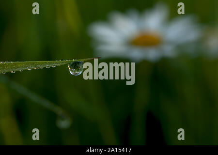 blade of grass with water drop and refection of a daisy Stock Photo