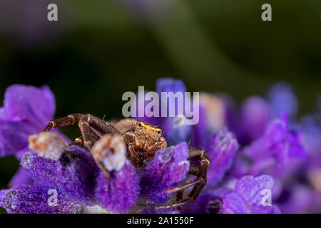 brown little spider on lavender Stock Photo