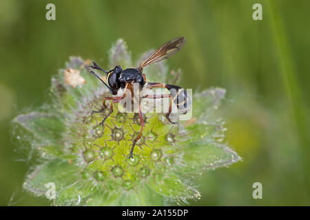 robber fly perching on a blossom Stock Photo