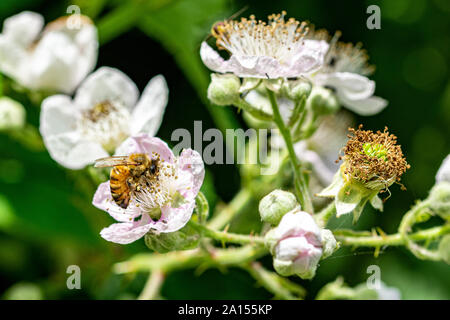 Honeybee collecting nectar pollen from bramble blackberry flower Stock Photo