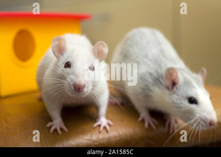 Two funny domestic pet rats and a toy house. Stock Photo