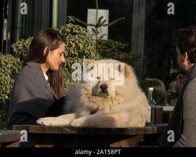 A man and woman having drinks outside in Kingswear, Devon, UK with a large dog on the table Stock Photo