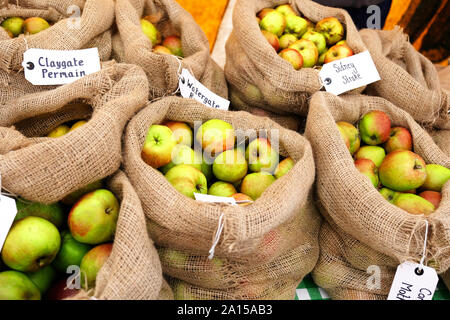 Hessian sacks full of rare varieties of apples - John Gollop Stock Photo