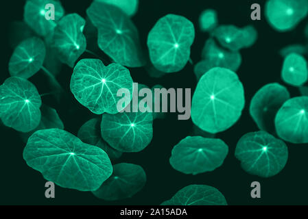 Green background made of fresh nasturtium leaves. Stock Photo