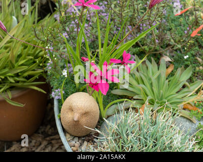 The deep pink star like flowers of Rhodohypoxis milloides Claret Stock Photo