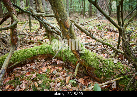 An old fallen tree covered with moss in a dark dense forest. Stock Photo