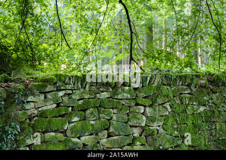 Dry stone wall in a forest. Stock Photo