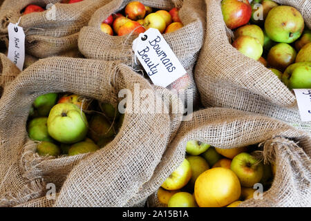 Hessian sacks full of rare varieties of apples - John Gollop Stock Photo